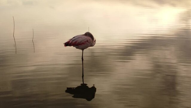 Flamenco al atardecer descansa solitario en el calmo lago
