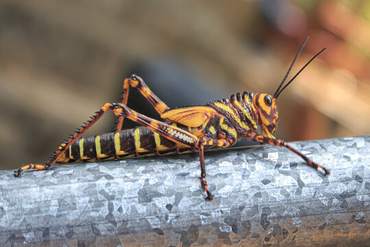 El saltamontes est&aacute; descansando sobre un pasamanos