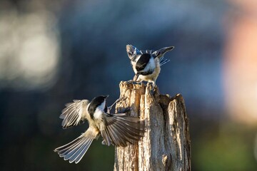 Black Capped Chickadees arguing