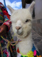 [Peru] Close up of the face of a white alpaca child eating grass (Cusco)