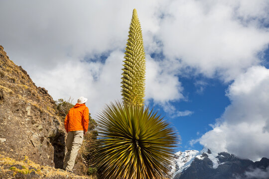 Tourist near puya
