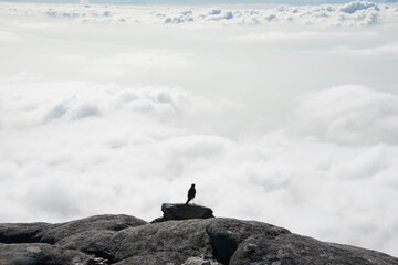 Bird looking out over clouds standing on a mountain ledge from behind