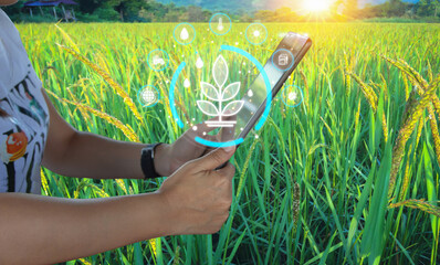 Ai smart farming agriculture concept. People holding smartphone tablet monitor and track agricultural produce through modern wireless networks. smart farming innovation, future 5G technology analyze.