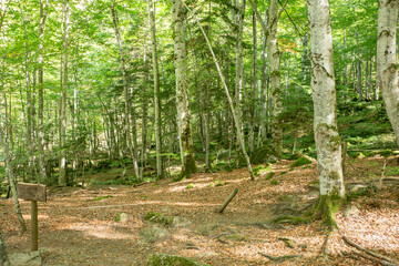 Fototapeta na wymiar Forests in the Orlu National Wildlife Reserve, in Ariège, the Maison des Loups in France