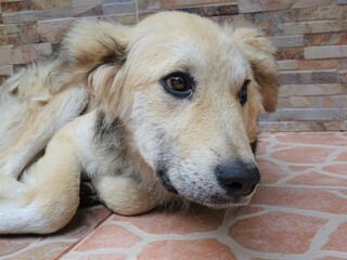 [Peru] A stray dog with drooping ears relaxing on the roadside (Machu Picchu village)