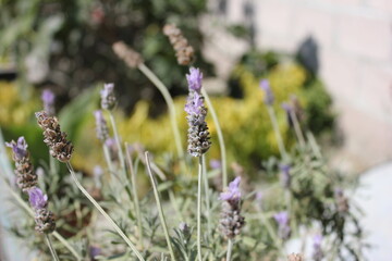 Naturaleza, flores, espacios verdes, hermoso, paz, tranquilidad, plantas, hojas, 