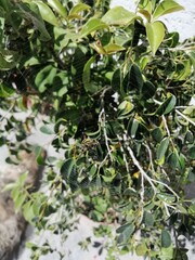 Naturaleza, flores, espacios verdes, hermoso, paz, tranquilidad, plantas, hojas, 