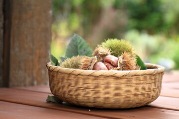 籠に盛られ収穫されたイガの中の栗の実