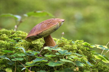 Bay bolete mushroom growing in forest