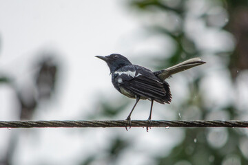 Oriental Magpie Robin