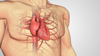 Atherosclerosis disease or Human heart