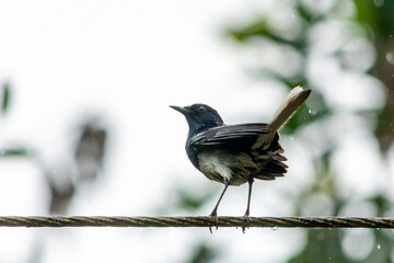 Fototapeta premium Oriental Magpie Robin
