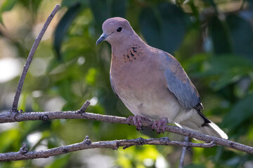 Garden birds – Laughing Dove (Rooiborsduifie) in Pretoria, South Africa
