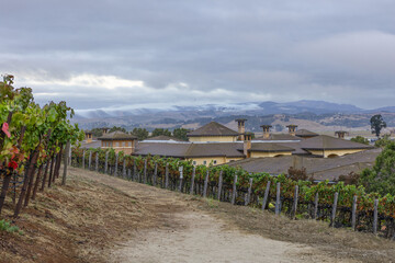 Vineyard walkway with grapevine planted on the sides. Beautiful view infront of a mountain backdrop