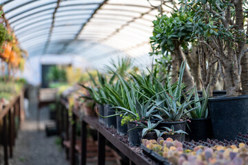 Greenhouse full of plants. Black plastic pots with aloe vera, small cacti grow in conservatory, fueled by rays of sun, water and fertilizers. Nursery for growing ornamental flowering plants