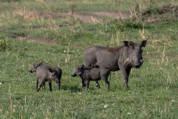 Female Warthog with 3 piglets in Serengeti National Park 