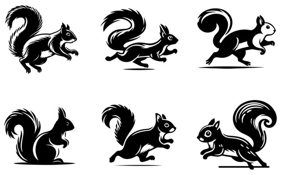 squirrel design vector silhouette