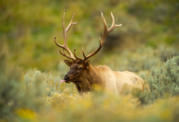 Bull Elk during the Rut