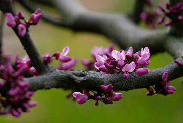 Cherry blossom in spring and nature background