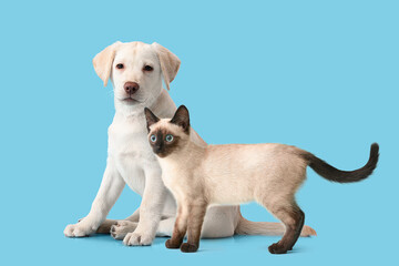 Cute Thai kitten and Labrador puppy on light blue background