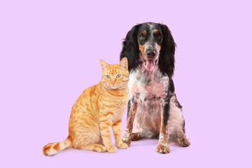 Fototapeta premium Cute spaniel and striped cat on lilac background