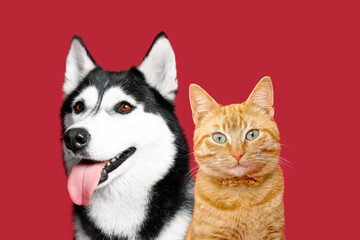 Cute ginger cat and husky dog on red background