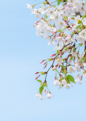 Cherry white blossom in spring and nature background