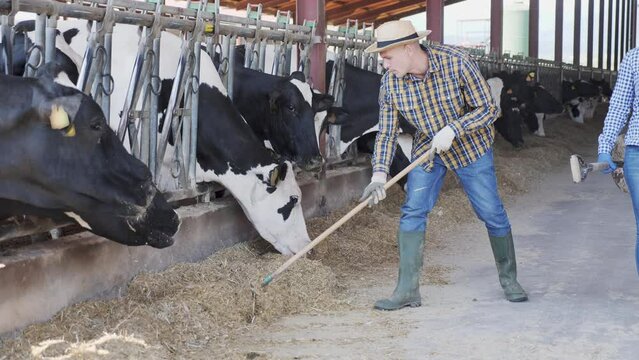 Positive male farm worker feeding cows in stall at livestock breeding farm