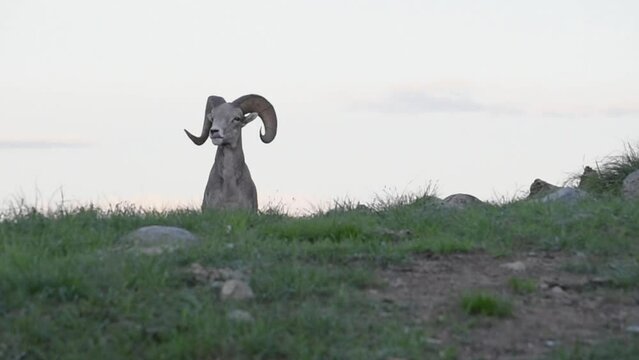 Majestic Bighorn Ram At Sunset