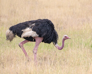 Male Ostrich, Masai Mara, Kenya
