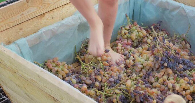 Wine production. Wine ritual. Kid feet crushing ripe grapes to make wine after harvest. Close-up shot