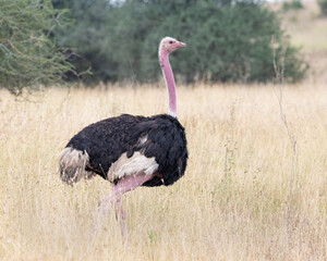 Male Ostrich, Masai Mara, Kenya