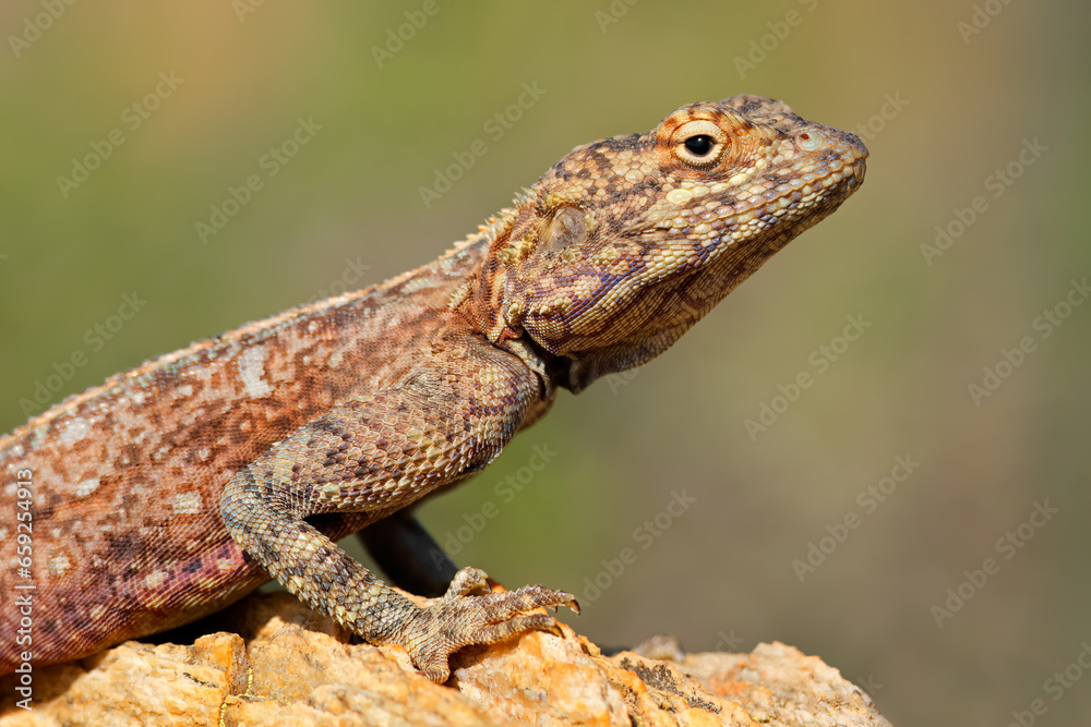 Poster portrait of a female southern rock agama (agama atra) sitting on a rock, south africa.