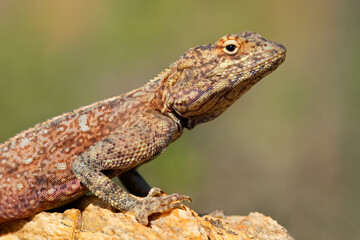 Portrait of a female southern rock agama (Agama atra) sitting on a rock, South Africa.