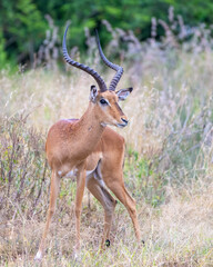Male Impala, Masai Mara, Kenya