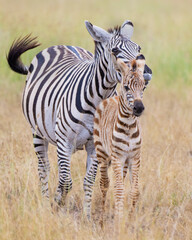 Plains Zebra with foal, Masai Mara, Kenya
