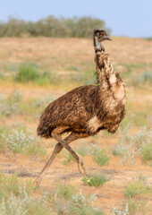 An emu prancing around in Australian outback country near Birdsville, Queensland.