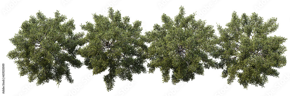 Poster top view tree isolated on transparent background 3d rendering png