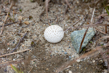 spiky puffball fungus
