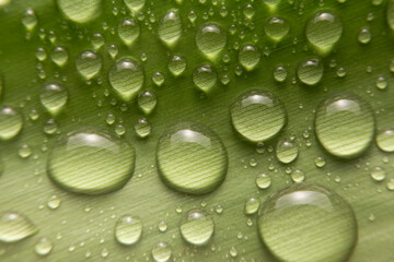 Macro of the water drops on leaves in rainy season. Rain drops over green leaf. Beautiful leaf with drops of water.