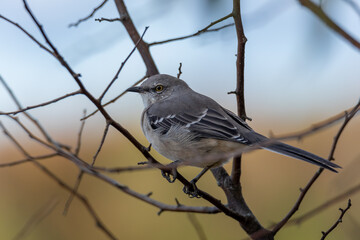 Northern Mocking bird perched on a branch