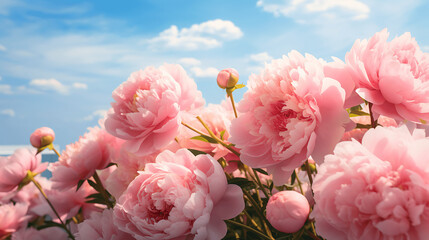 Close-Up of Blooming Pink Peonies Against a Light Blue Background