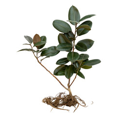 Ficus elastica rubber tree with bare roots isolated on white background
