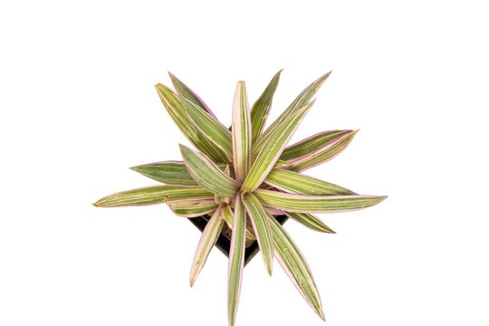 Rhoeo spathacea tricolor rhoeo plant high angle view on white isolated background