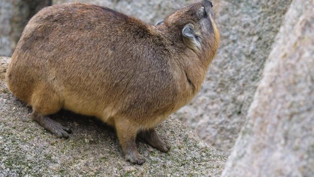 A rocky hyrax sitting on a rock and looking around.