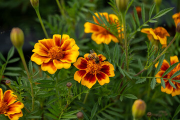 orange flower in the garden, close up