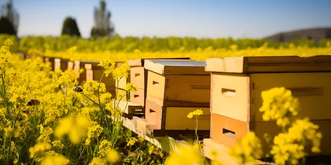 Fotobehang  Bee Hives In The Field Pictures, Images and Stock Photos © ALI