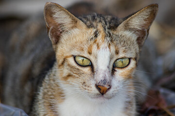 stray cat close up