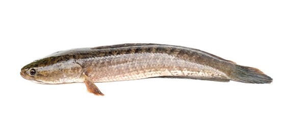 Large, fresh, not dead snakehead fish placed isolated on a white background.