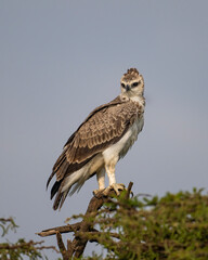 Immature Marshall Eagle, Masai Mara, Kenya